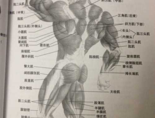 俯臥撐可以鍛煉臂力嗎 俯臥撐練臂力的方法有哪些