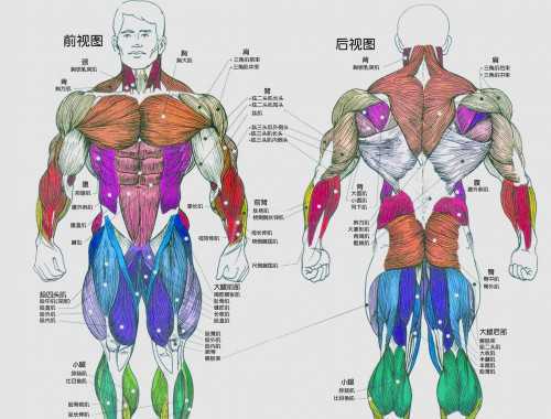 羊奶和牛奶的營養(yǎng)區(qū)別